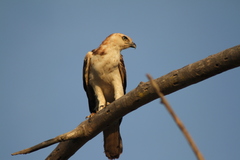 Nisaetus cirrhatus ceylanensis