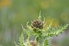 Cirsium spinosissimum