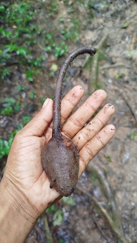 Image of Swietenia macrophylla by (c) Robin Cañari Marzano, some rights reserved (CC BY)