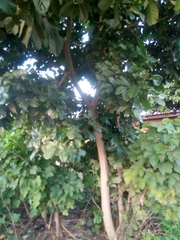 Blighia sapida