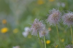 Pulsatilla