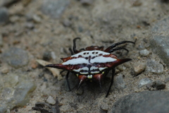 Gasteracantha sanguinolenta