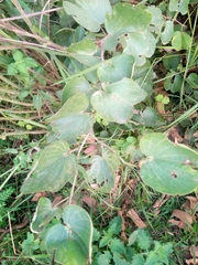 Piliostigma thonningii