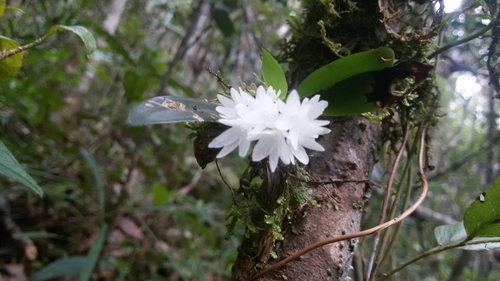 Glassy Aerangis