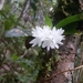 Aerangis hyaloides - Photo 由 dennis-mada 所上傳的 (c) dennis-mada，保留部份權利CC BY-NC