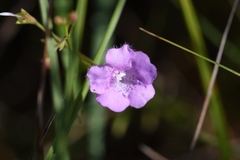 Agalinis skinneriana