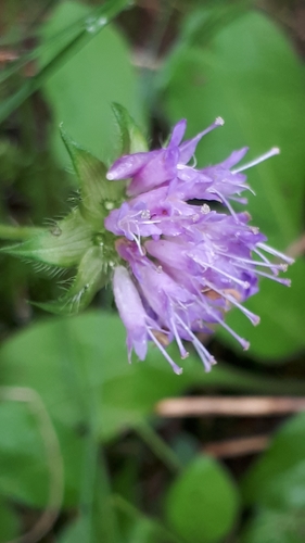 Knautia dipsacifolia (Knautia dipsacifolia)