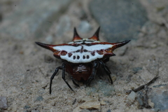 Gasteracantha sanguinolenta