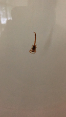 Centruroides testaceus