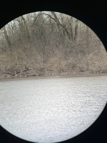Belted Kingfisher photographed in Wisconsin