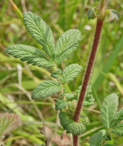 Vaistinė dirvuolė nuotrauka