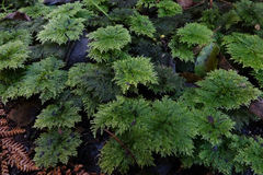 Dendrohypopterygium filiculiforme