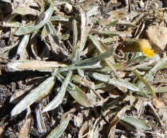 Raillardella argentea