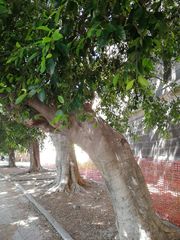 Ficus microcarpa