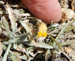 Raillardella argentea