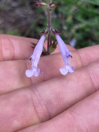 Salvia scabra, photograph 3