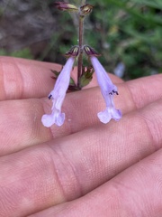 Salvia scabra, photograph author not stated, no rights reserved
