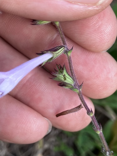 Salvia scabra, photograph 4