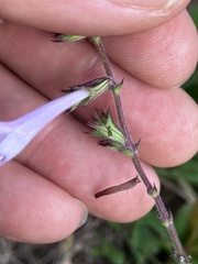 Salvia scabra, photograph author not stated, no rights reserved
