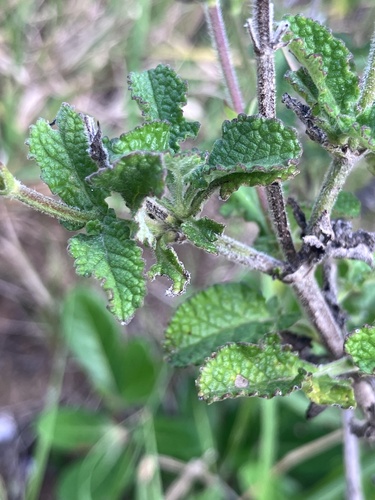 Salvia scabra, photograph 5