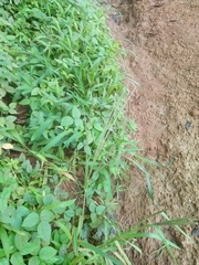 Digitaria horizontalis