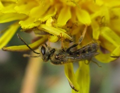Dialictus