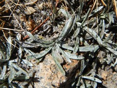 Raillardella argentea