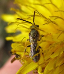 Dialictus