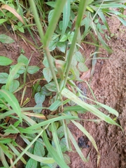 Digitaria horizontalis