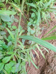 Digitaria horizontalis