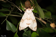 Lymantria mathura subpallida