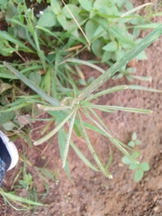 Chloris pilosa