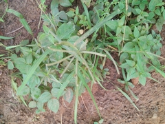 Chloris pilosa