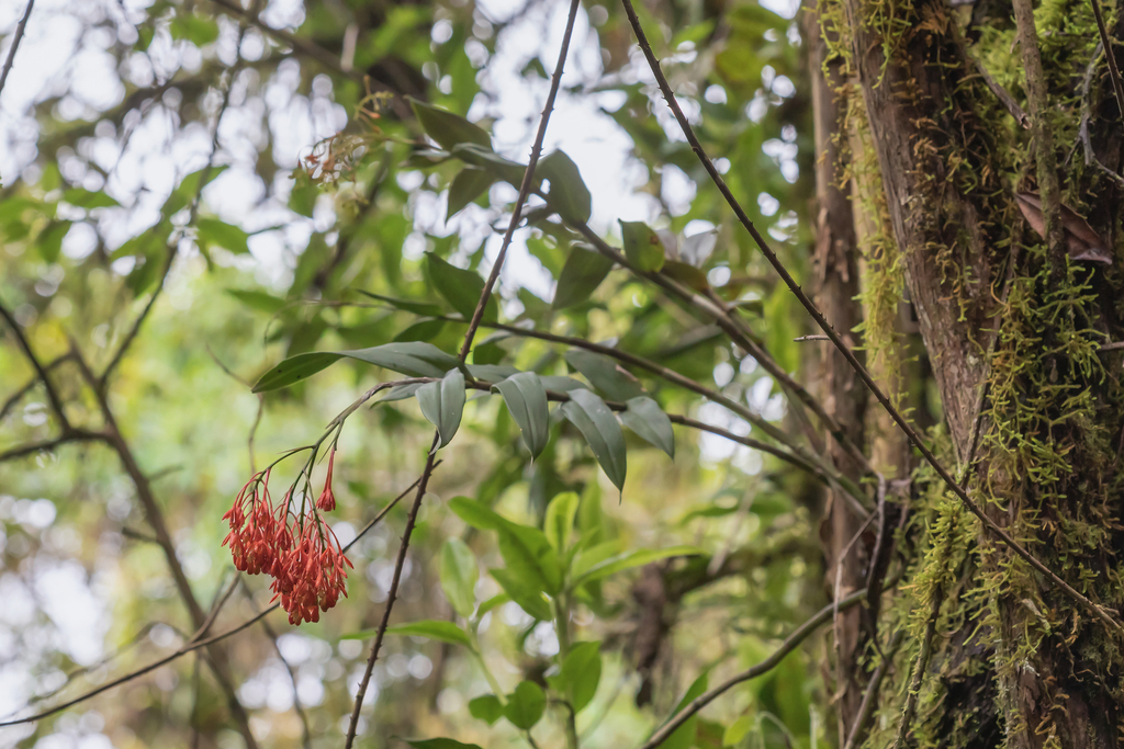 Epidendrum spathatum Schltr. 4