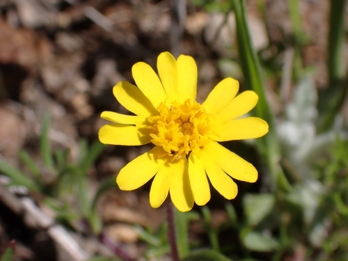 Image of Harmonia nutans by (c) Cricket Raspet, some rights reserved (CC BY)