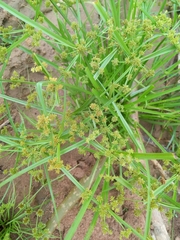 Cyperus difformis
