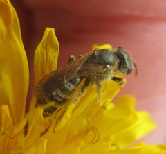 Halictus