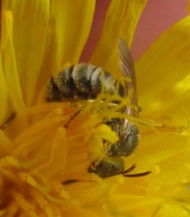Halictus