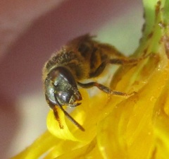 Halictus