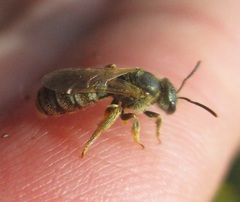 Halictus