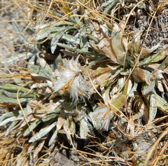 Raillardella argentea