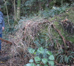 Fuchsia perscandens