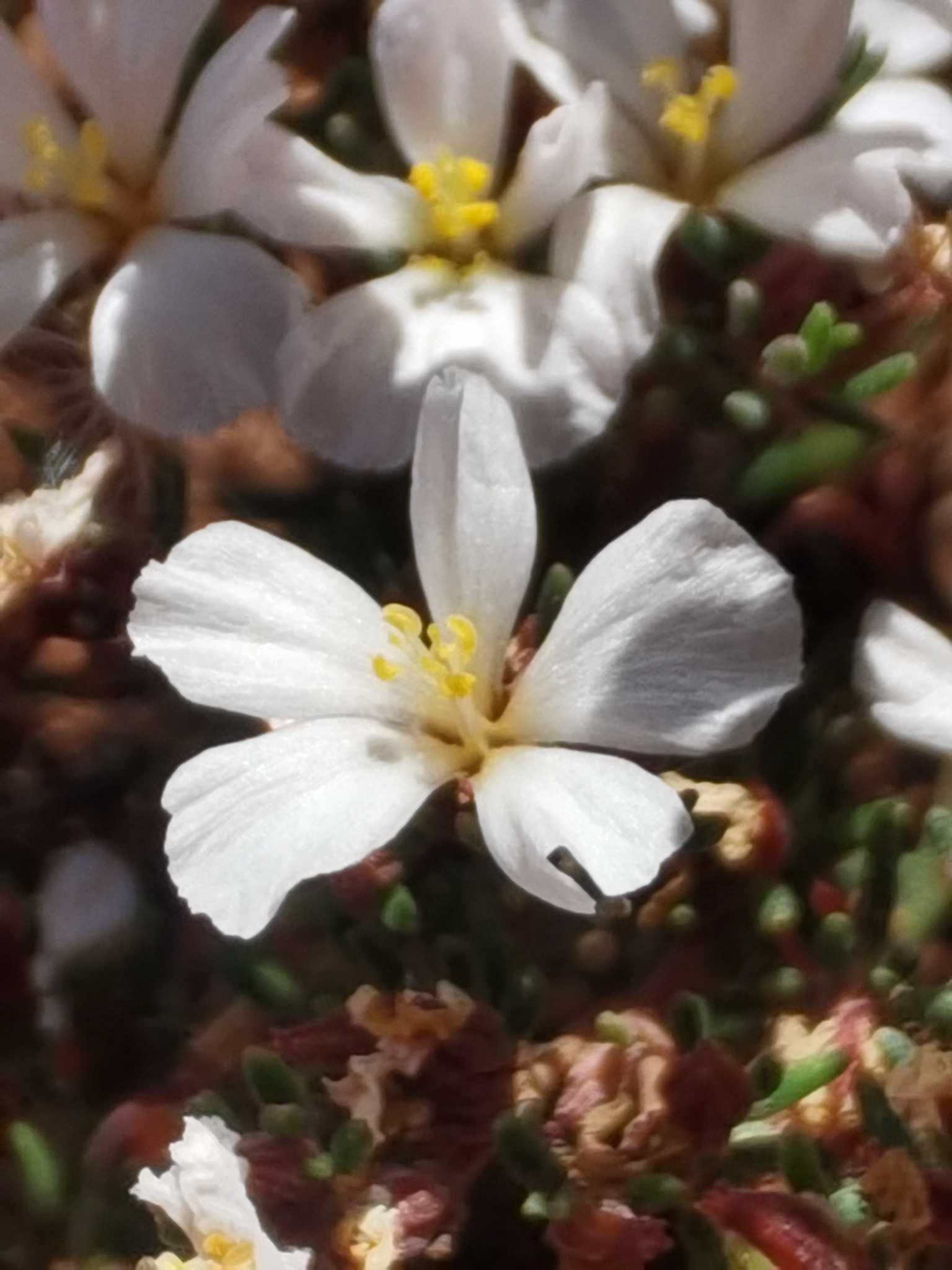 Frankenia capitata