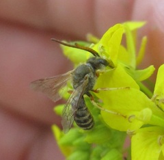 Halictus confusus