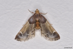 Pyralis farinalis