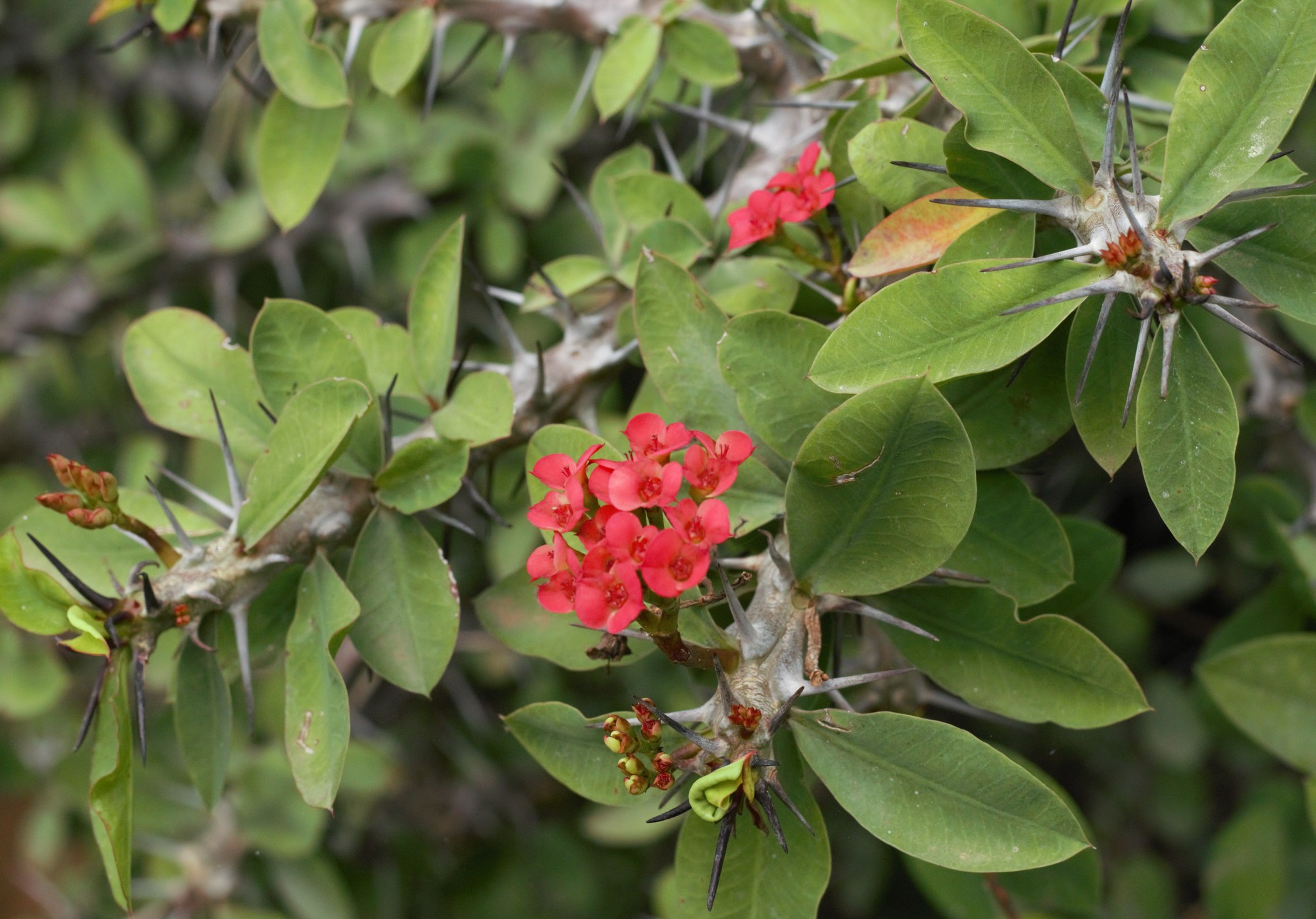 Crown of thorns - Wikipedia