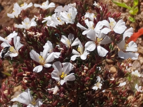 Image of Frankenia capitata by no rights reserved