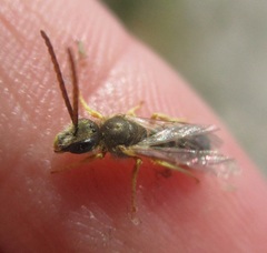 Halictus confusus