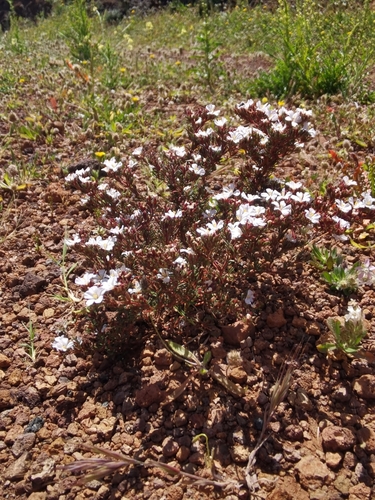 Image of Frankenia capitata by no rights reserved