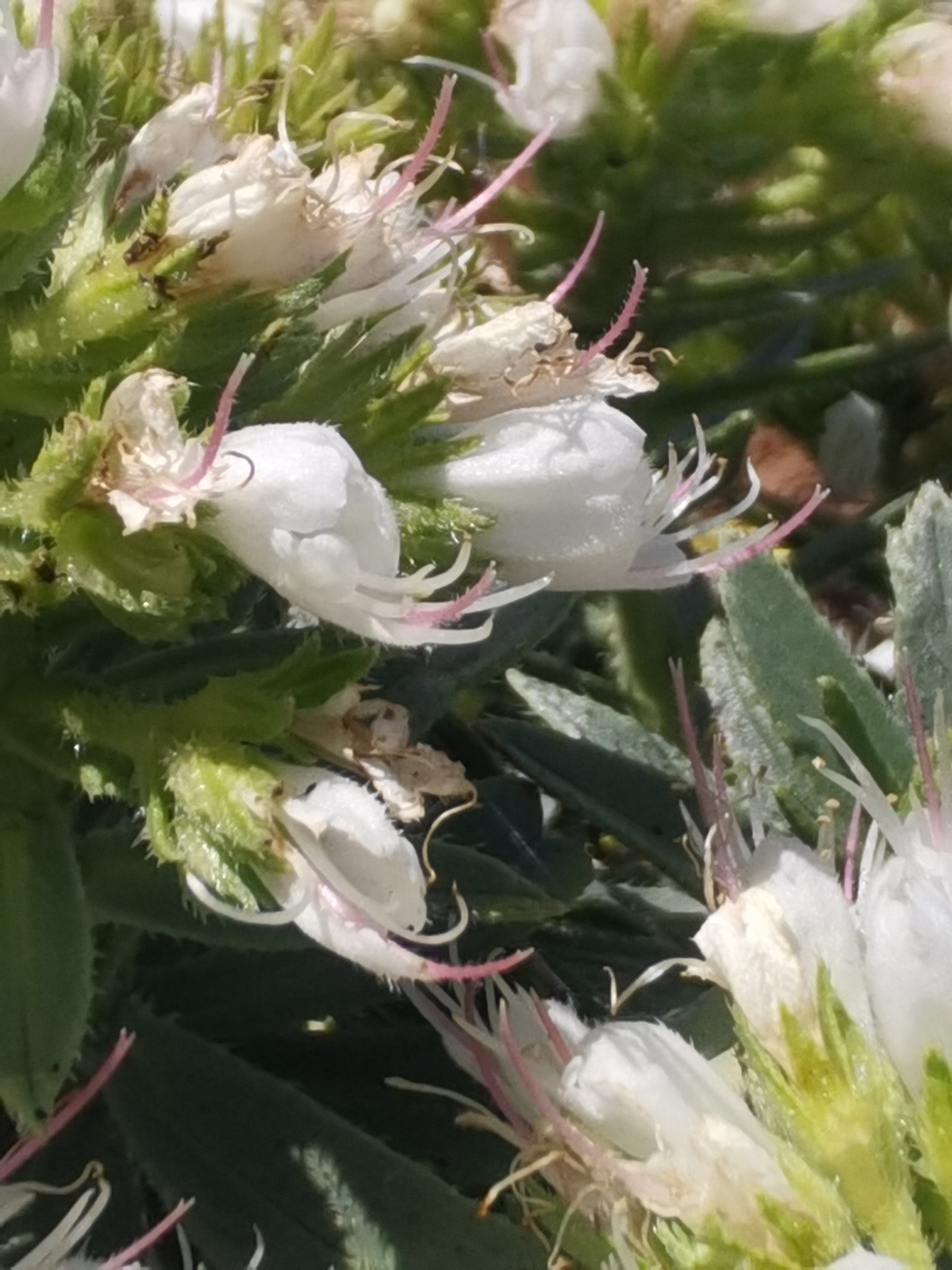 Tajinaste blanco de La Palma